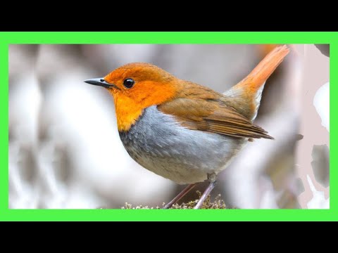 European Robin Song! Call! Sound! Singing! - Petirrojo Europeo Canto - Erithacus Rubecula