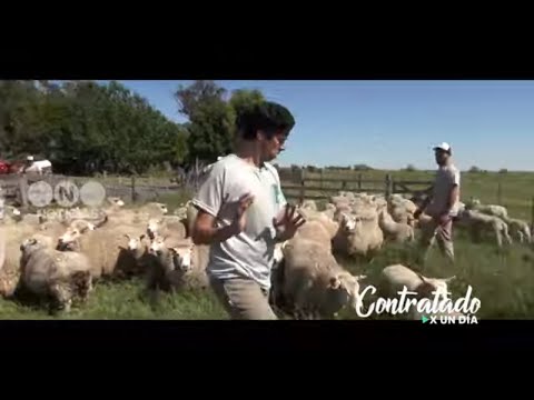 Roberto Funes Ugarte SHEARED the SHEEP - #HiredForADay - Telefe News