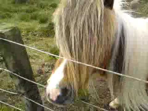 Shetland pony