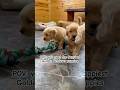 POV: you meet the happiest 💛 Golden Retriever 💛 puppies! #retrieverpuppy #goldenretriever