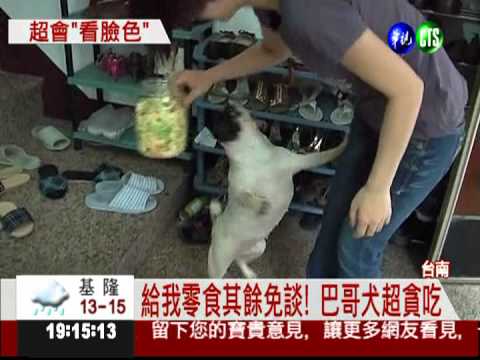 罰站還偷看 巴哥犬很會看臉色