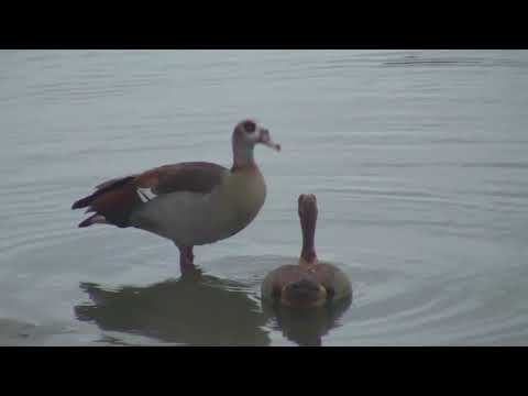 Djuma: Mating pair of Egyptian Geese - 05:44 - 12/29/18