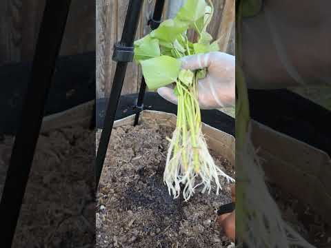زراعة البطاطس الحلوه او البامبى how i plant sweet potato
