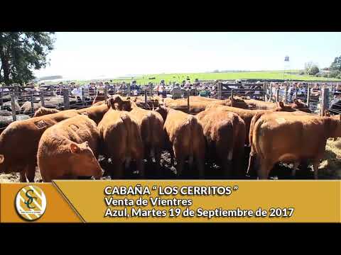 19-09-17 - VENTA DE VIENTRES  - CABAÑA LOS CERRITOS