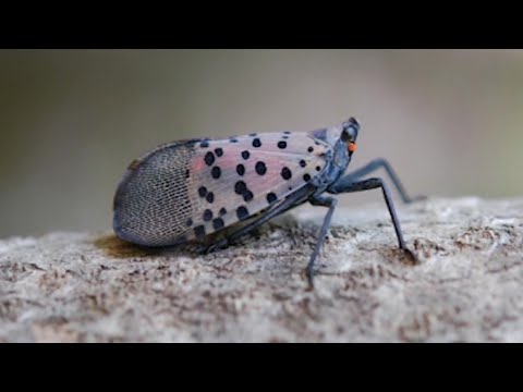 Invasive spotted lanternfly found in new area of Massachusetts
