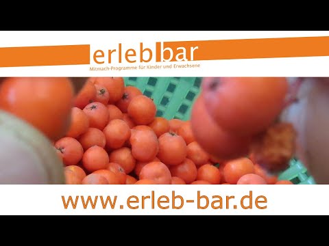 Kleines ABC der Erntehilfen – Vogelbeeren ernten und verarbeiten