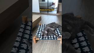 Download lagu Drama with poby #pororocat #pororo #cutecat mp3 Download lagu Drama with poby #pororocat #pororo #cutecat mp3