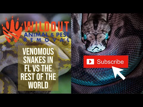 Venomous Snakes in FL vs The Rest of the World - Wildout Animal & Pest Removal
