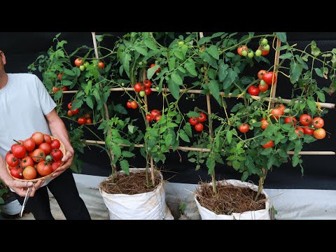 Tomaten in Säcken für viele Früchte anbauen