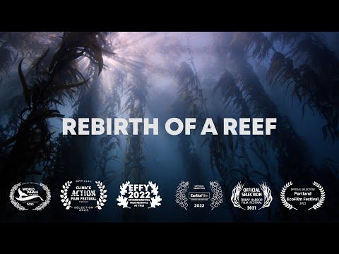 (2022 Update!) Rebirth of a Reef: Palos Verdes Reef Restoration Project [18 Months Later]