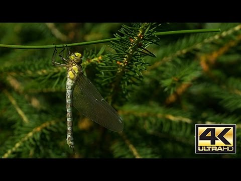 The birth of a dragonfly - Time lapse - 4K (Ultra HD) - Libelle schlüpft