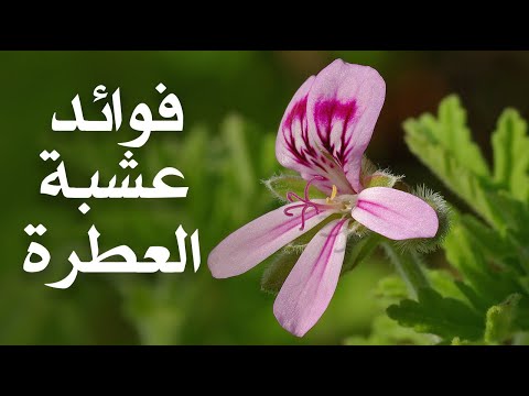 تعرف على فوائد عشبة العطرة لعلاج الالتهابات والتخلص من السموم وأعراضها الجانبية