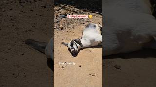 Download lagu Sleepy Ammu 😴 #kootifamily #goats #babygoats #tamil #funnyvideos #funnygoats mp3 Download lagu Sleepy Ammu 😴 #kootifamily #goats #babygoats #tamil #funnyvideos #funnygoats mp3