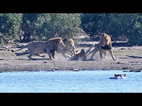 Mjejane Male Lion Coalition Attack Young Male Lion to Protect Their Territory and Offspring