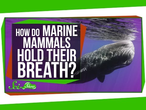 How Do Marine Mammals Hold Their Breath For So Long?