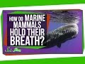 How Do Marine Mammals Hold Their Breath For So Long