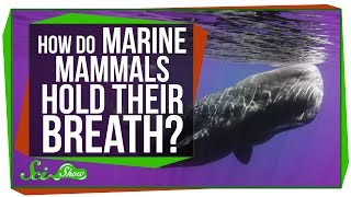 How Do Marine Mammals Hold Their Breath For So Long?