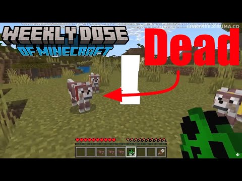 SHOCKING: They Found Dead Dogs in Minecraft?! E11