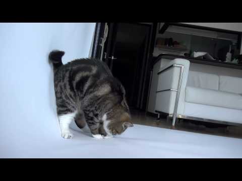 必死過ぎるねこ5。-Desperate Maru 5.-