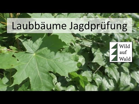 🦌Jagdprüfung WICHTIG: Laubbäume als Jäger erkennen. #wildaufwald