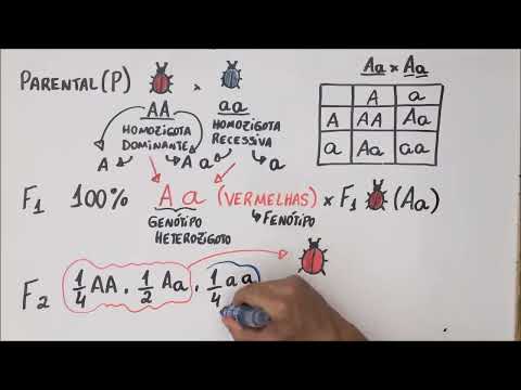 Mendel's 1st Law - Genetics - Summary Professor Gustavo