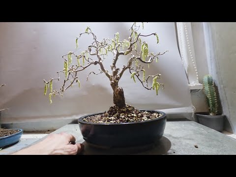Corkscrew Hazel Bonsai Tree Journey From Nursery Stock