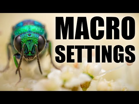 How to Master Settings in Macro Photography
