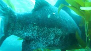 preview picture of video 'Black sea bass - Casino Point - Catalina Island - Avalon, CA'