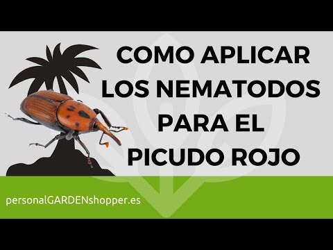 Cómo hacer el tratamiento del picudo rojo para palmeras