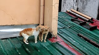 Cat fighting 🐱  nabulabog ang umaga ko mga idol
