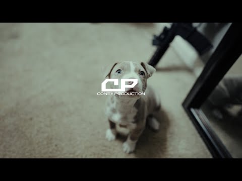 Dot Dana x T Street KY x Vinewood 40 "Gang Activity" (Official Music Video) Shot by @Coney_Tv