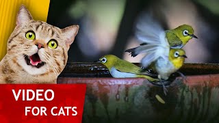 Movie for Cats - Green Birds Bathing (Super video for Cats to watch!)