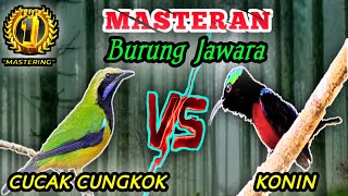 Download lagu CUCAK CUNGKOK VS KONIN - Materi Tembakan Tajamm Speed Rapattt || Cocok Untuk Masteran Burung Lombaa mp3 Download lagu CUCAK CUNGKOK VS KONIN - Materi Tembakan Tajamm Speed Rapattt || Cocok Untuk Masteran Burung Lombaa mp3