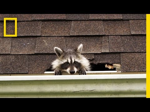 How to Evict Your Raccoon Roommates | National Geographic