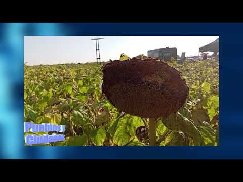 Bloque 1 - 25 de enero - CULTIVOS DE GIRASOL EN AFA HUMBOLDT