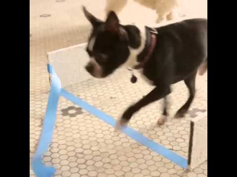 Hello!MiP（ハローミップ）　海外面白映像「犬と競争！」