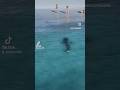 Tiger Shark About To Attack People On Beach Like Egypt Shark Attacks