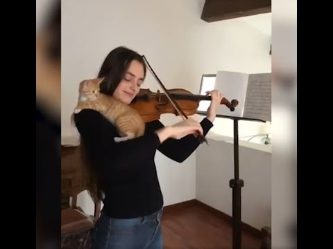Violinist Esther Abrami plays violin for kittens