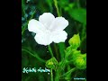 Nee Perazhalagil Por Nadathi Song Whatsapp Status Angadi Theru Movie Mk Edits