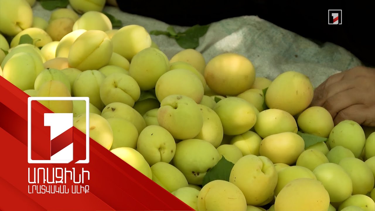 Այս տարի ծիրանի բերքը քիչ է, գինը ցածր, արտահանման տեմպը 2022-ի համեմատ ավելի բարձր