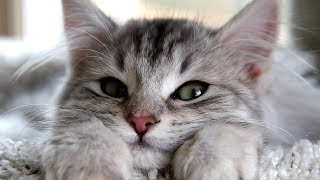 Самые Лучшие Приколы с Животными №111