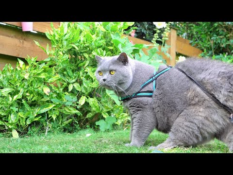 Blue British Shorthair Cat  -  Will He Hunt Birds And Bees