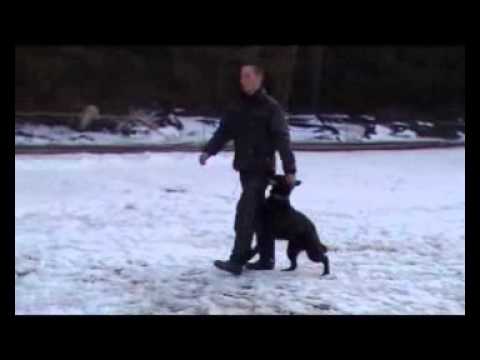 ERIC AYKMAR - Obedience - 9 months, www.aykmar.cz