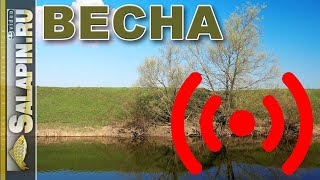 Салапин о рыбалке весенний фидер