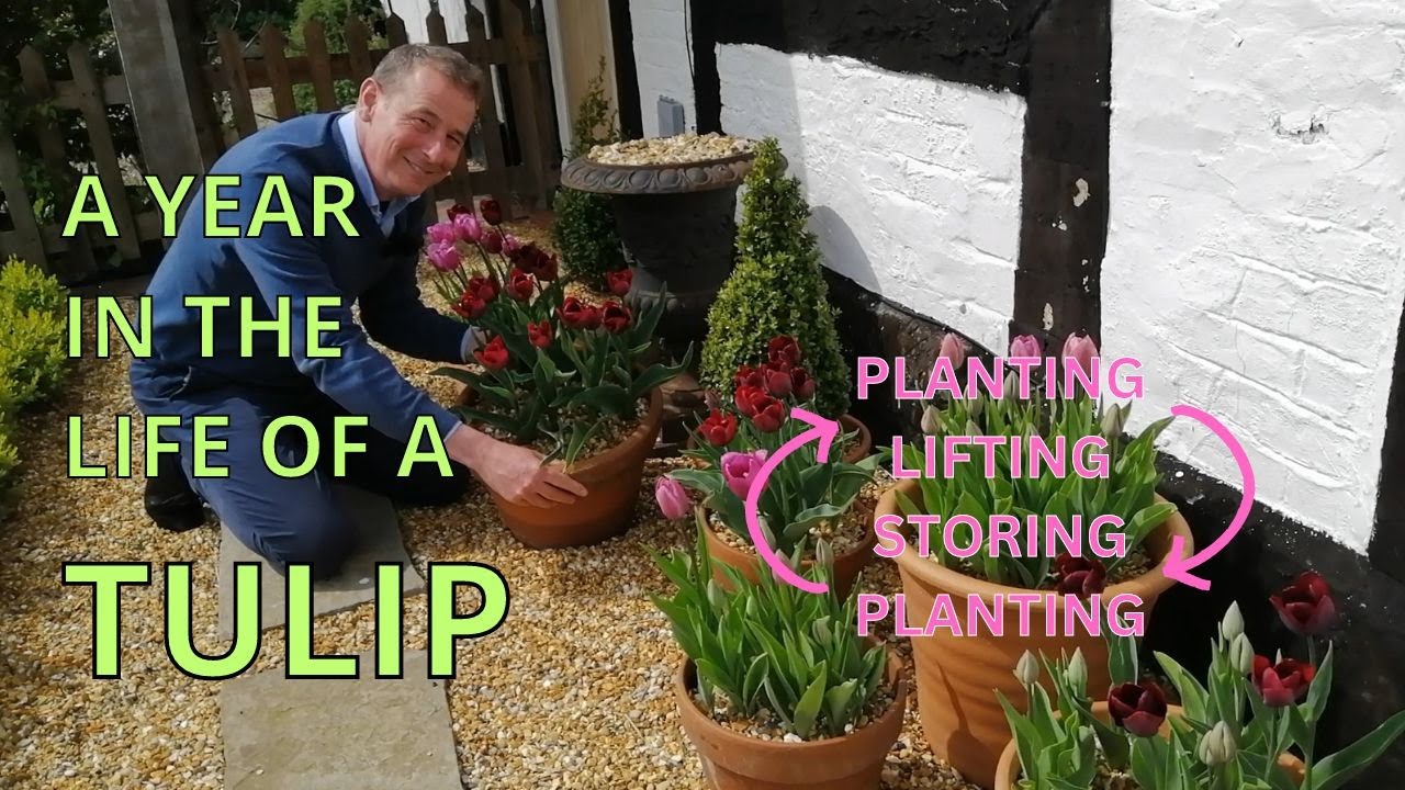 TULIP CARE | A Year in the Life of a Tulip