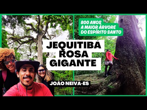 Uma ÁRVORE GIGANTE de 47m de Altura e 800 anos de Vida | JEQUITIBÁ ROSA de João Neiva - ES