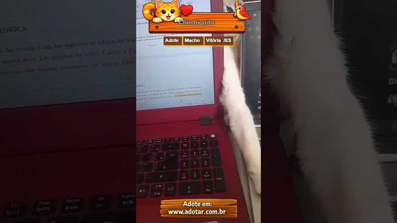 Gato raça SRD-ViraLata idade 1 ano nome Chimbiquito