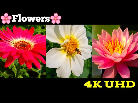 Beautiful Flower Garden in 4k 🌸 | UHD Flower Garden 🌼 #flowergarden #4kflowers #gardenflowers 