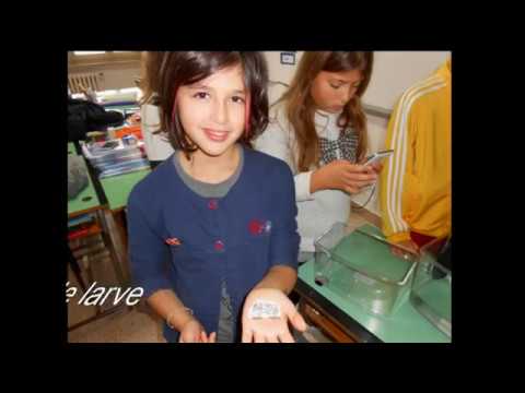 Anteprima: Strade di seta