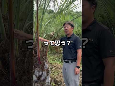 鳥を庭に引き寄せる植物は何ですか?一番人気の品種に注目！  庭園
